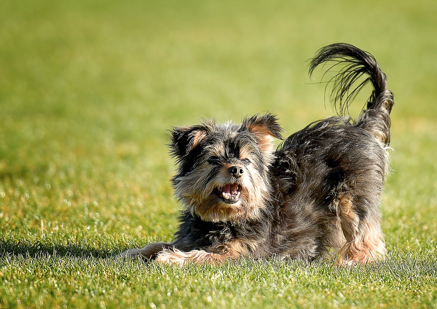 Leegebruch Yorkshire Terrier Hund laeuft im Gras 10.04.2020,Yorkshire Terrier Hund laeuft im Gras *** Leegebruch Yorkshire Terrier dog running in the grass 10 04 2020,Yorkshire Terrier dog running in  ...