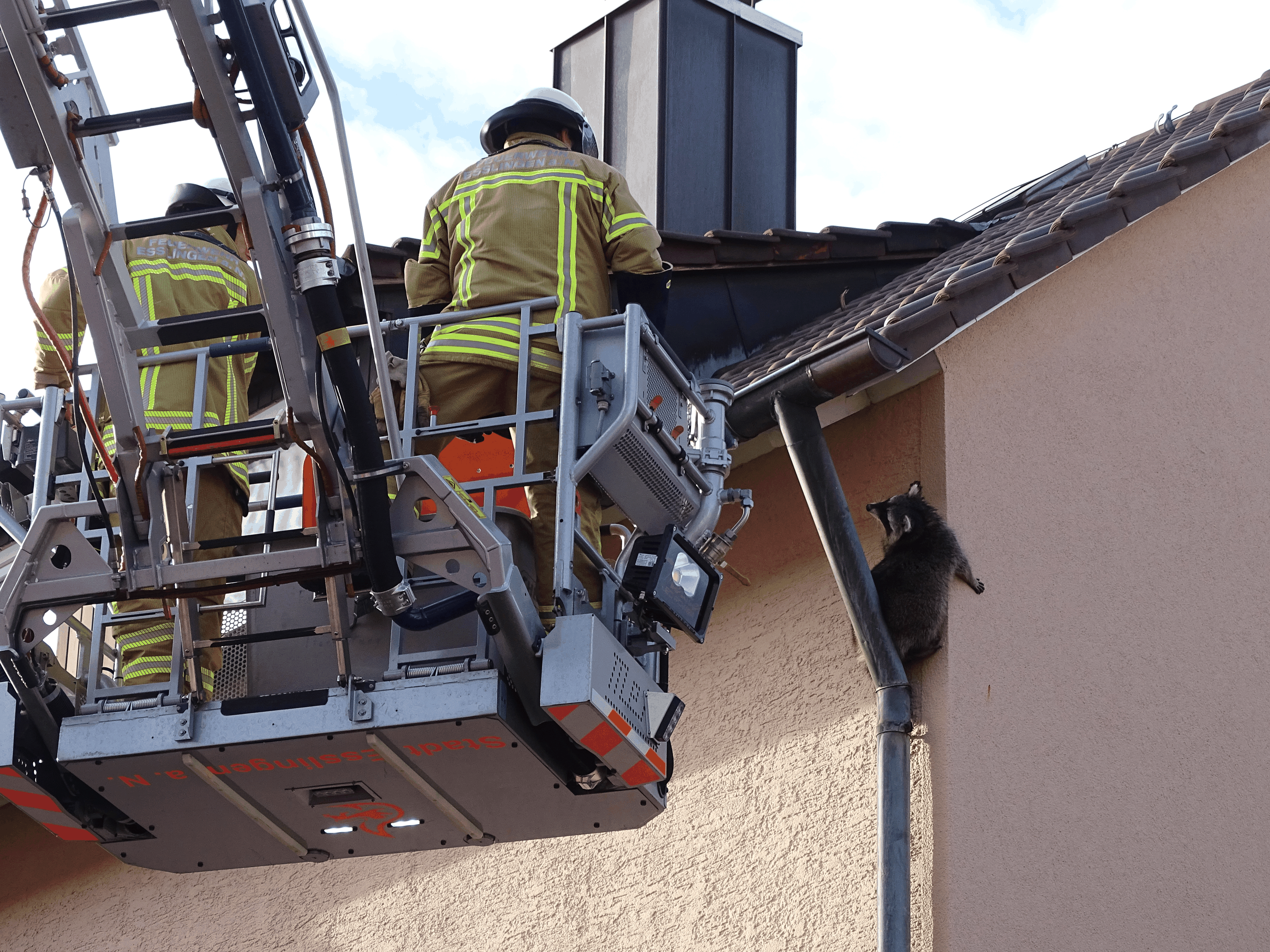 Voller Einsatz für den Waschbären.