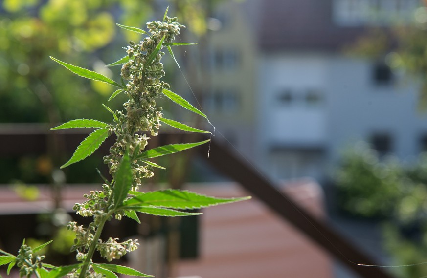 Ein optimal belüfteter Standort auf dem Balkon ist entscheidend für einen erfolgreichen Hanfanbau. (zu dpa: «Cannabis-Pflanzen vor Schimmel schützen») Foto: Marijan Murat/dpa - Honorarfrei nur für Bez ...