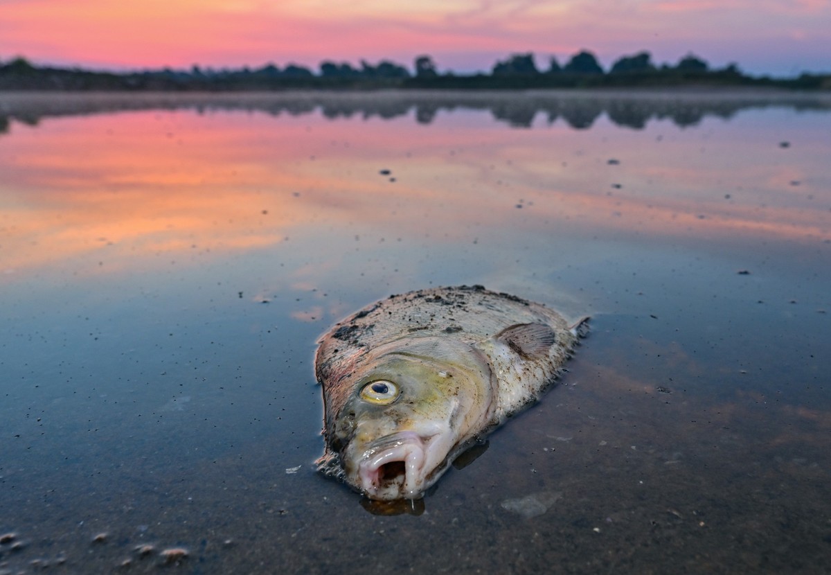18.08.2022, Brandenburg, Lebus: Ein toter Blei liegt am fr�hen Morgen im flachen Wasser vom deutsch-polnischen Grenzfluss Oder. (zu dpa �Umweltausschuss-Chef dringt auf Konsequenzen nach Oder-Fischste ...
