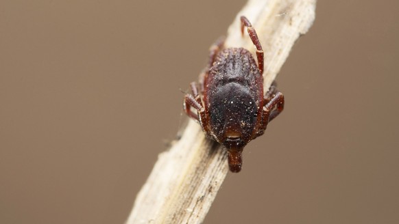 Harde teek, Hyalomma marginatum bij Satara, Maharashtra Harde teek, Hyalomma marginatum bij Satara, Maharashtra, India Copyright: xZoonar.com/RealityImagesx 20403858