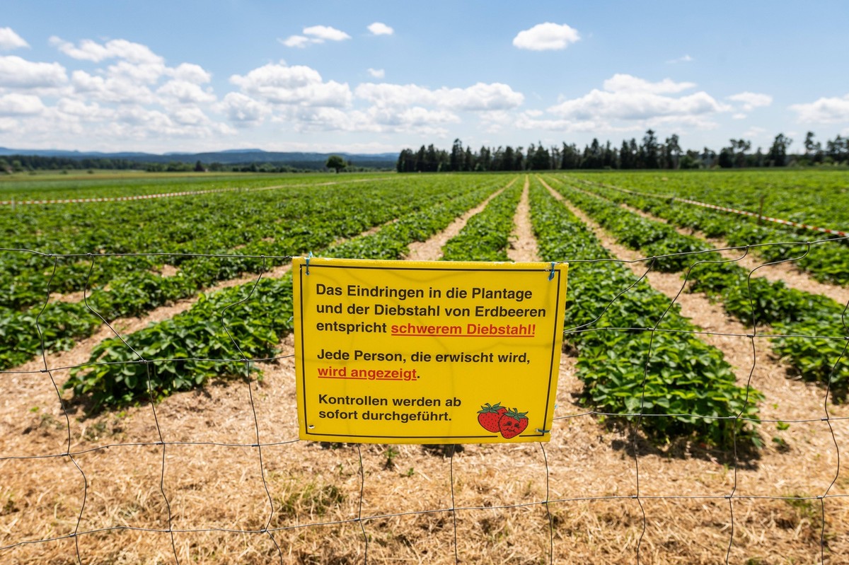 Ein Schild mit der Aufschrift ãDas Eindringen in die Plantage und der Diebstahl von Erdbeeren entspricht schwerem Diebstahl Jede Person, die erwischt wird, wird angezeigt. Kontrollen werden ab sofort  ...