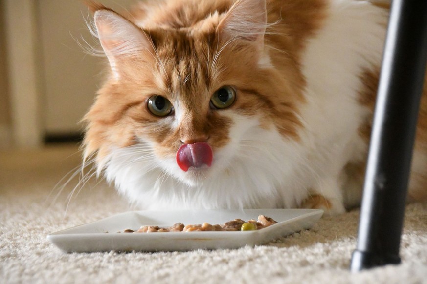 Maine Coon Katze, die ihr Futter isst
