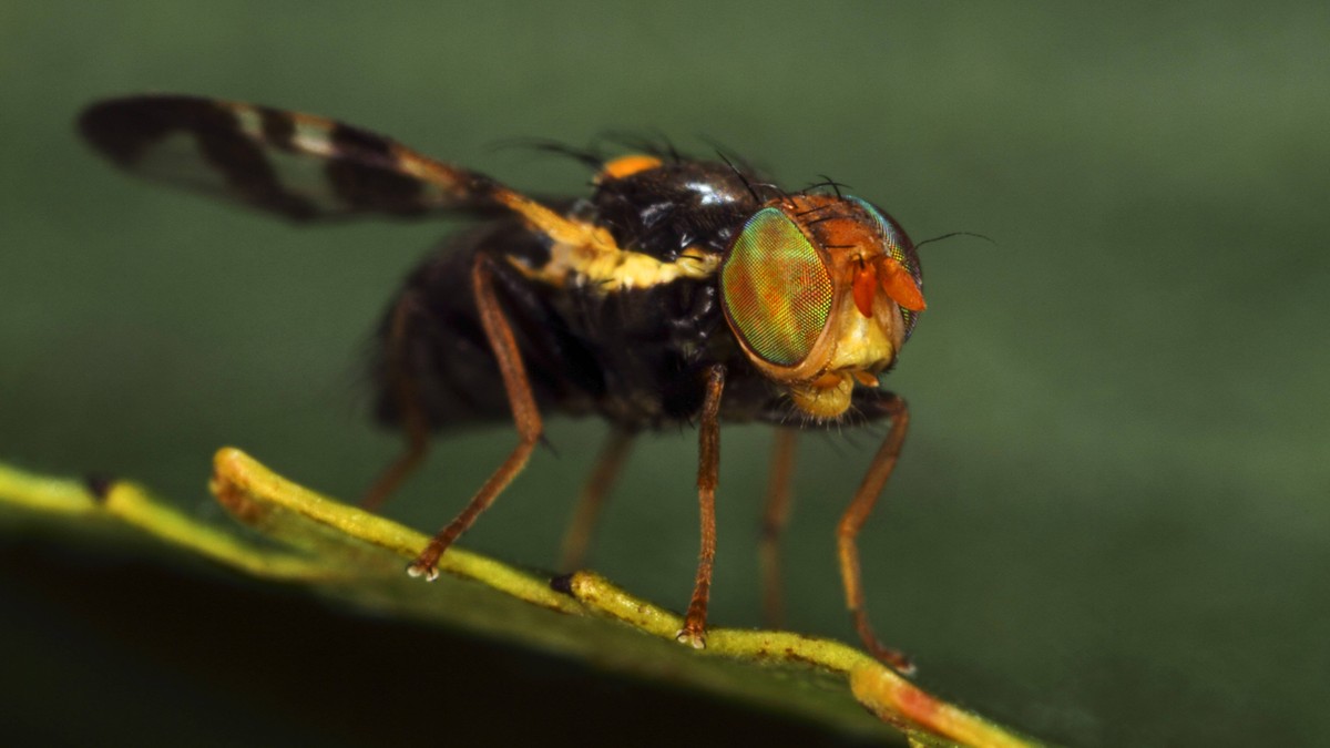 Kirschfruchtfliege, Kirsch-Fruchtfliege, Kirschfliege, Kirsch-Fliege (Rhagoletis cerasi, Rhagoletis signata, Trypeta signata), Portraet, Komplexaugen, Deutschland cherry fruit fly, tephritid fruit fly ...