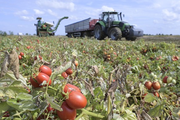 Italy, tomato farming ITALY, Parma, Basilicanova, tomato contract farming for company Mutti s.p.a., harvest with Guaresi harvester, the harvested plum tomatoes are used for canned tomato, pulpo, passa ...