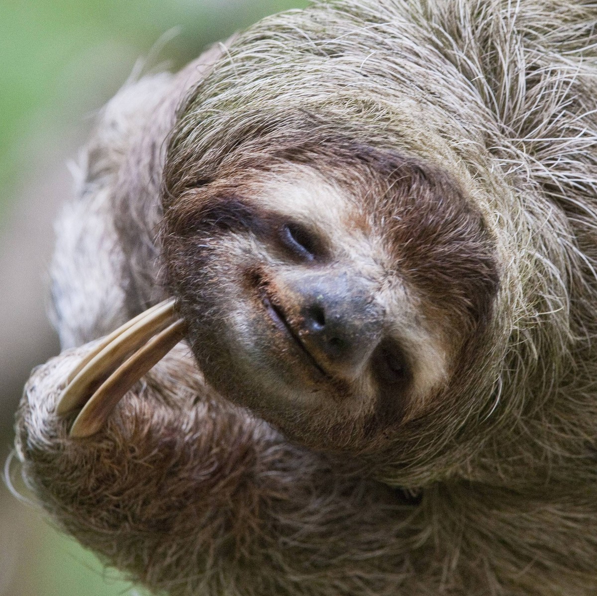 A Brown-Throated Sloth (Bradypus variegatus) scratches its neck with its distinctive claw. Corcovado National Park, Costa Rica PUBLICATIONxINxGERxSUIxAUTxONLY Copyright: xJimxGoldsteinx/xDanitaxDelimo ...