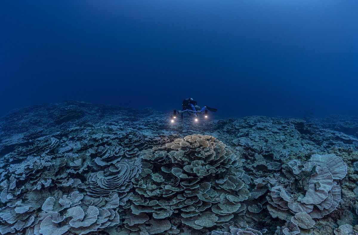 Handout photo - A deep sea exploration project called 1 Ocean, partnering with UNESCO and researchers from CRIOBED and led by Alexis Rosenfeld, an underwater photographer from Marseille has discovered ...