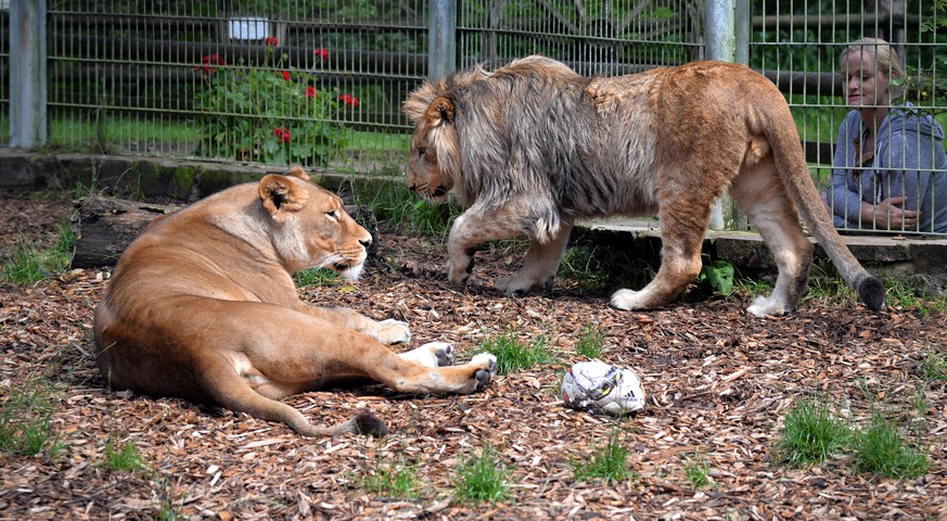 Ausgebrochene Zootiere in Rheinland-Pfalz waren doch nicht ausgebrochen ¯\_(ツ)_/¯