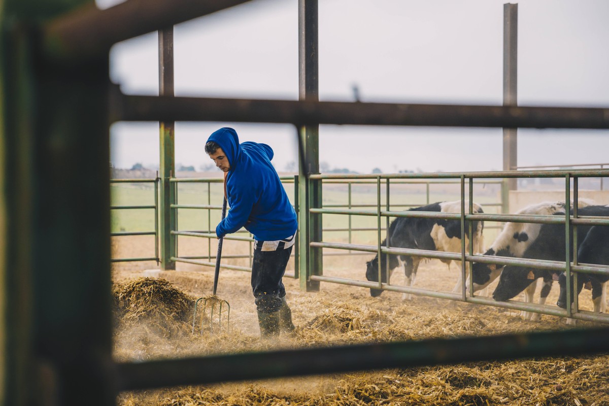 Young male farmer spreading straws in barn model released Symbolfoto property released ACPF00980