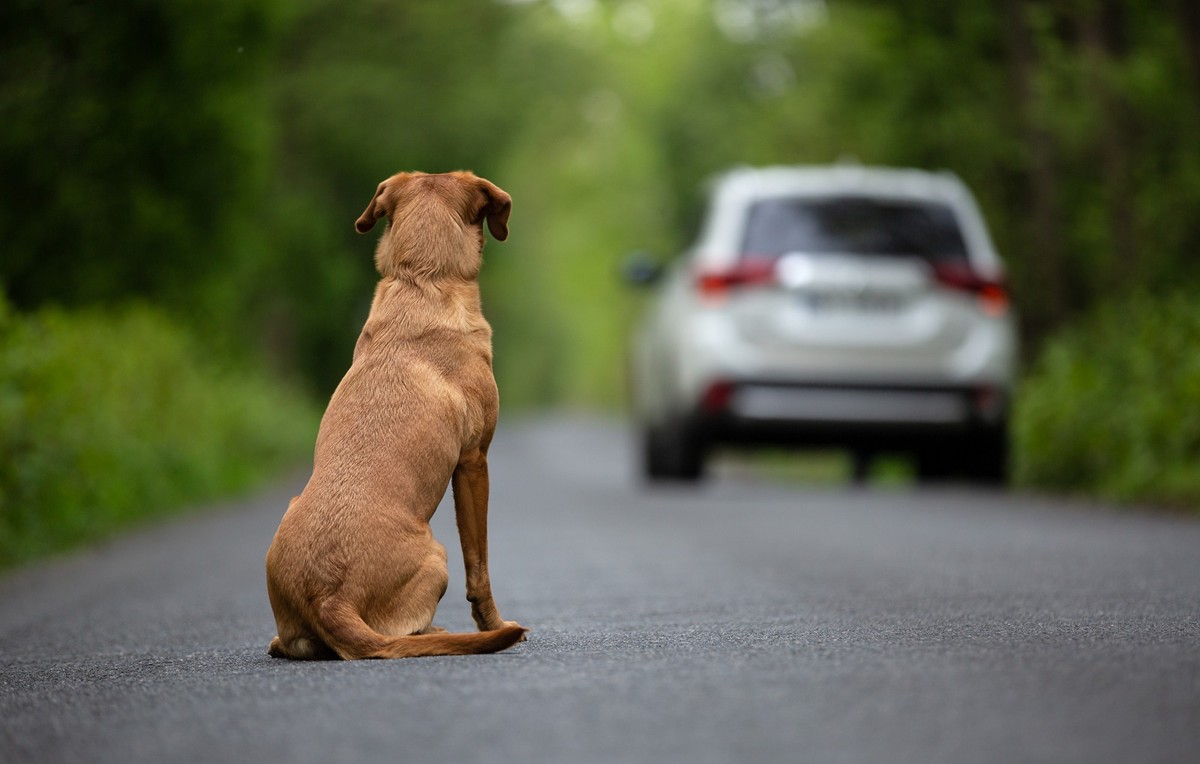 Abandoned dog on the road