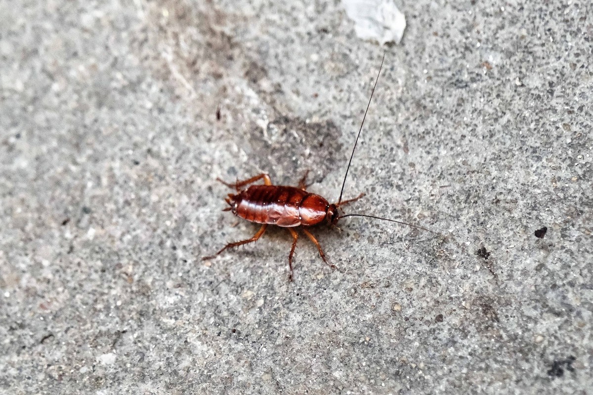 20.02.2020 xkhx Kassel Schädling Küchenschabe auch Kakerlake, englisch cockroach, spanisch cucaracha *** 20 02 2020 xkhx Kassel pest cockroach also cockroach, English cockroach, Spanish cucaracha