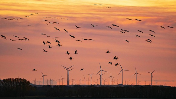 Kraniche fliegen am 06.11.2022 am Abendhimmel vor einer Skyline mit Windraedern bei Straussfurt. Die Kraniche machen in Thueringen Station, um in ihre Winterquartiere weiterzufliegen. Cranes fly in th ...