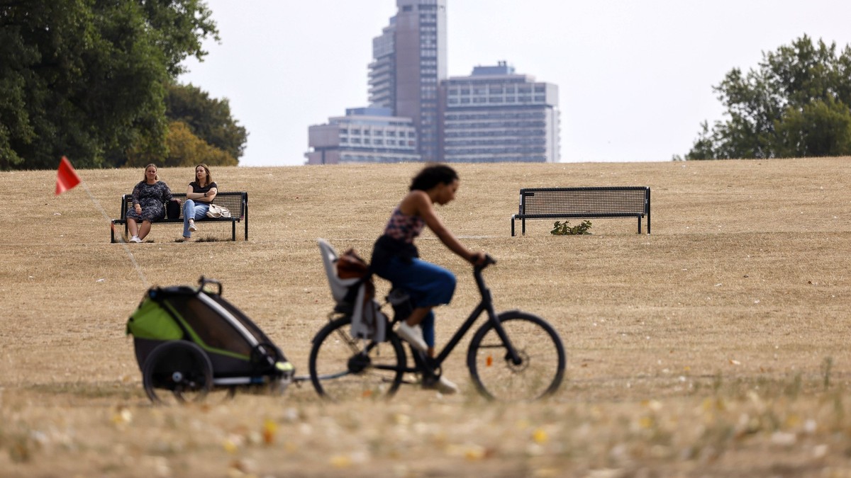 In Köln hat der trockene Hitze-Sommer besonders viele Grünanlagen verdorren lassen. Bäume verlieren bereits ihre Blätter im Sommer, Wiesenflächen sind ausgedorrt. Wegen der großflächigen Bodenversiege ...