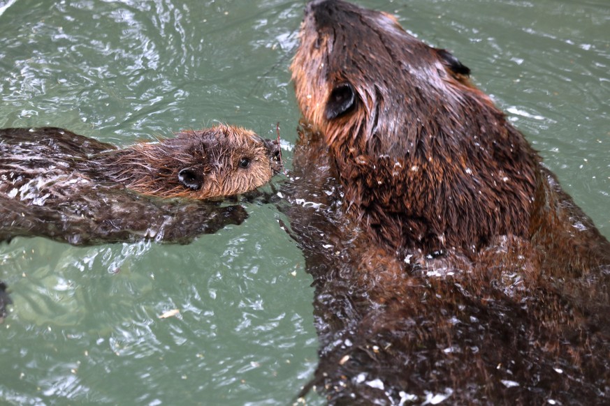 Swimming innocently.