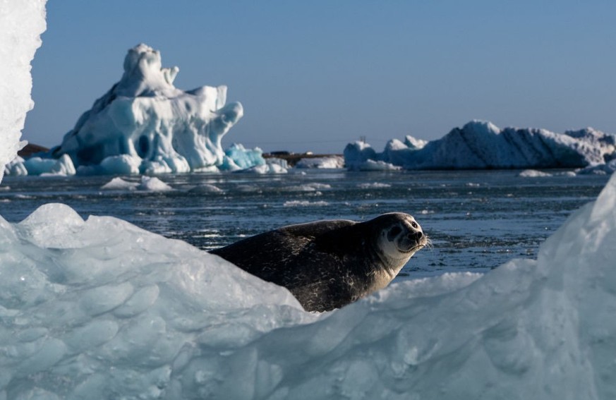 A monk seal is seen resting on the ice blocks floating in Jökulsárlón. october 19, 2022. Jökulsárlón is a lake with an area of 20 km2 and a depth of more than 200 meters. Until less than 100 years ago ...