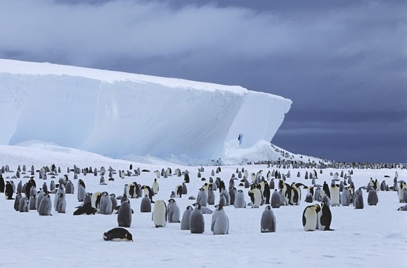 Emperor Penguin Aptenodytes forsteri colony and iceberg , 10038826.jpg, nobody, outdoors, day, large group of animals, nature, animals in the wild, moody sky, snow, landscape, scenic, natural beauty,  ...