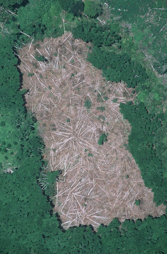 Felled Tress prior to Burning to create growing area for manioc Near Manaus Brazilian Amazon. (Photo by: Avalon/UIG via Getty Images)