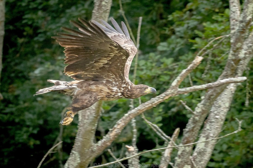 HANDOUT - 01.03.2020, Großbritannien, Isle of Wight: Ein junger Seeadler im Flug in Südengland. (Zu dpa «Nach 240 Jahren: In Südengland wohnen wieder Seeadler») Foto: Ainsley Bennett/-/dpa - ACHTUNG:  ...