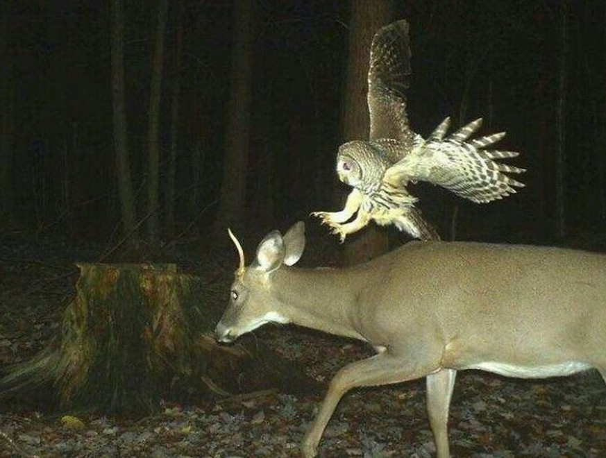 Was Tiere im Wald machen, wenn sie denken, sie seien ungestört