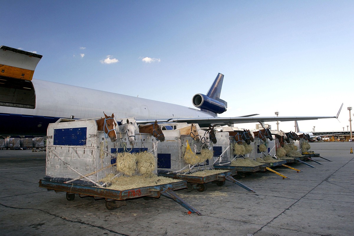 race horse is loading to the airplane to export in Sao Paulo, Brazil
