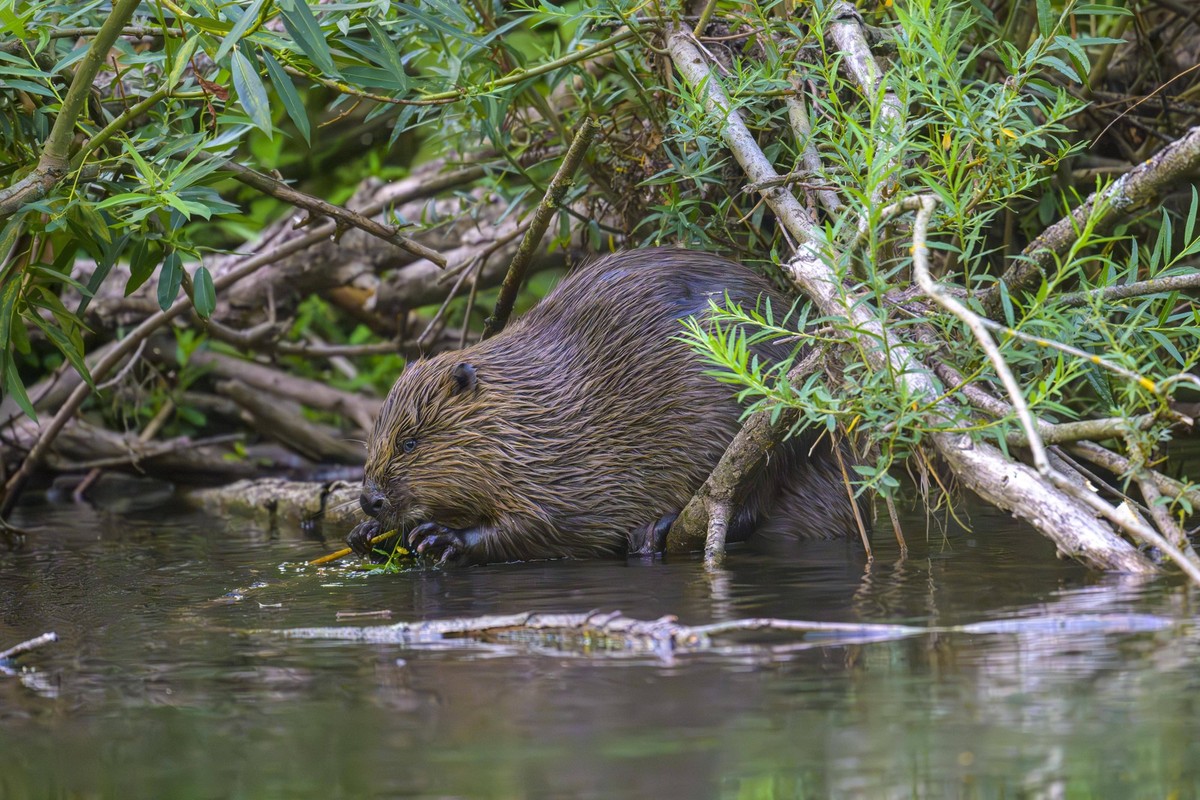 Europ�ischer Biber Castor fiber, Eder, Hessen, Deutschland, Europa *** European Beaver Castor Fiber , Eder, Hesse, Germany, Europe Copyright: imageBROKER/MarcusxSiebert ibxmcs09627714.jpg Bitte beacht ...