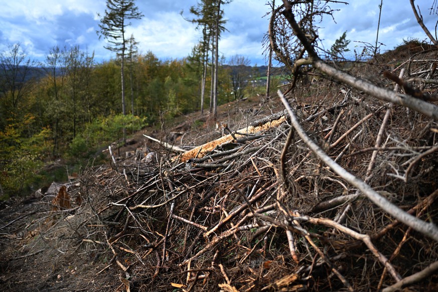 Durch Klimaerwaermung, Trockenheit, Windbruch und Borkenkaefer geschaedigte Baeume, am 2.11.2019 im Sauerland bei Iserlohn fotografiert. | Verwendung weltweit