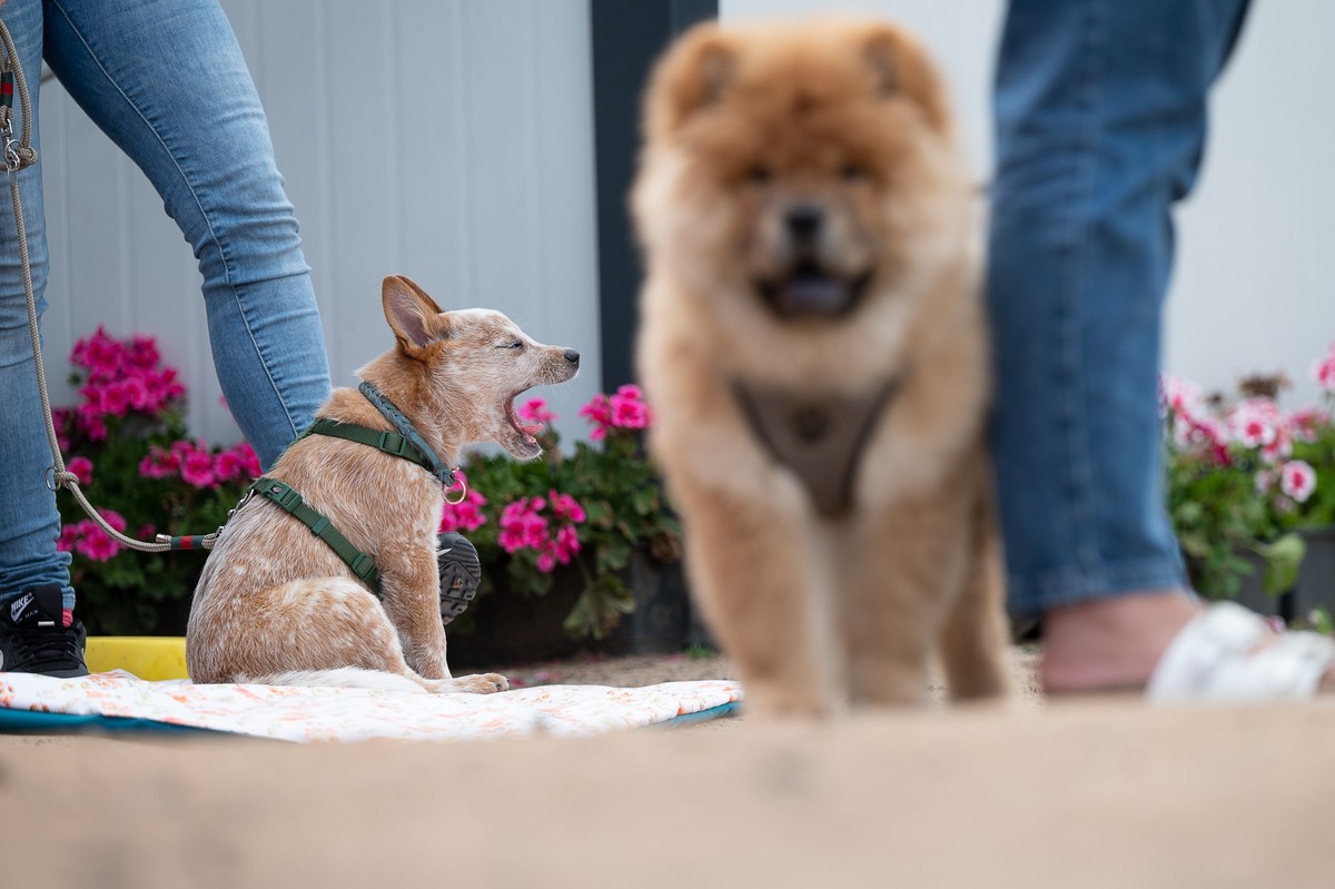 ARCHIV - 28.06.2021, Hessen, Hanau: Welpen sitzen w�hrend der Welpenstunde in einer Hundeschule neben ihren Besitzern. (zu dpa: �Hundewelpen mit gef�lschten P�ssen verkauft�) Foto: Sebastian Gollnow/d ...