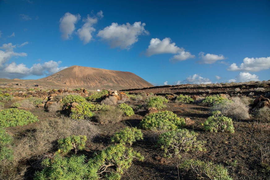 Koenig-Juba-Wolfsmilch Euphorbia regis-jubae, Euphrobia obtusifolia subsp. regis-jubae, Euphorbia lamarckii subsp. regis-jubae , Bestand in Halbwueste, Kanaren, Lanzarote, Guatiza King Juba s spurge E ...