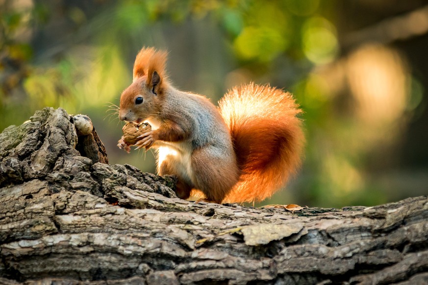 Eichhörnchen können mit Futterspendern bei der Nahrungssuche unterstützt werden.