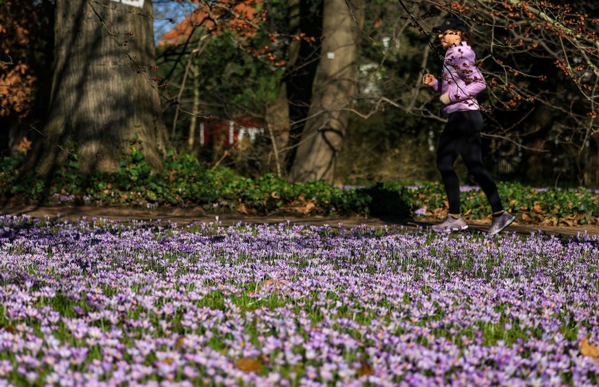 13.02.2023, Nordrhein-Westfalen, Köln: Krokusse blühen auf einer Wiese in der Flora, dem Botanische Garten der Stadt, im Sonnenschein.