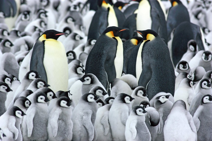 Flauschflauschflausch! Eine Studie British Antarctic Survey (BAS), die am Welttag der Pinguine am Donnerstag veröffentlicht wurde, lieferte erschreckende Ergebnisse.