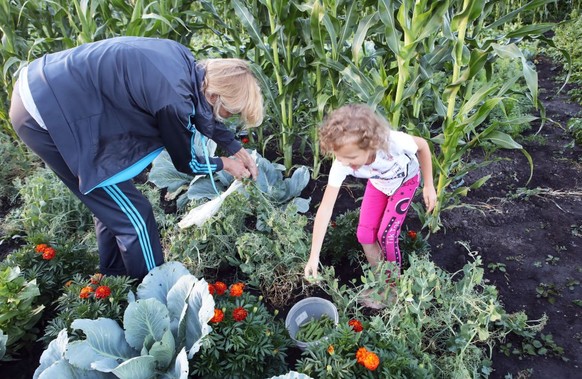 LAZIRKY, UKRAINE - JULY 12, 2022 - A woman and a girl pick up peas in Lazirky village, Poltava Region, central Ukraine. This photo cannot be distributed in the Russian Federation. (Photo credit should ...