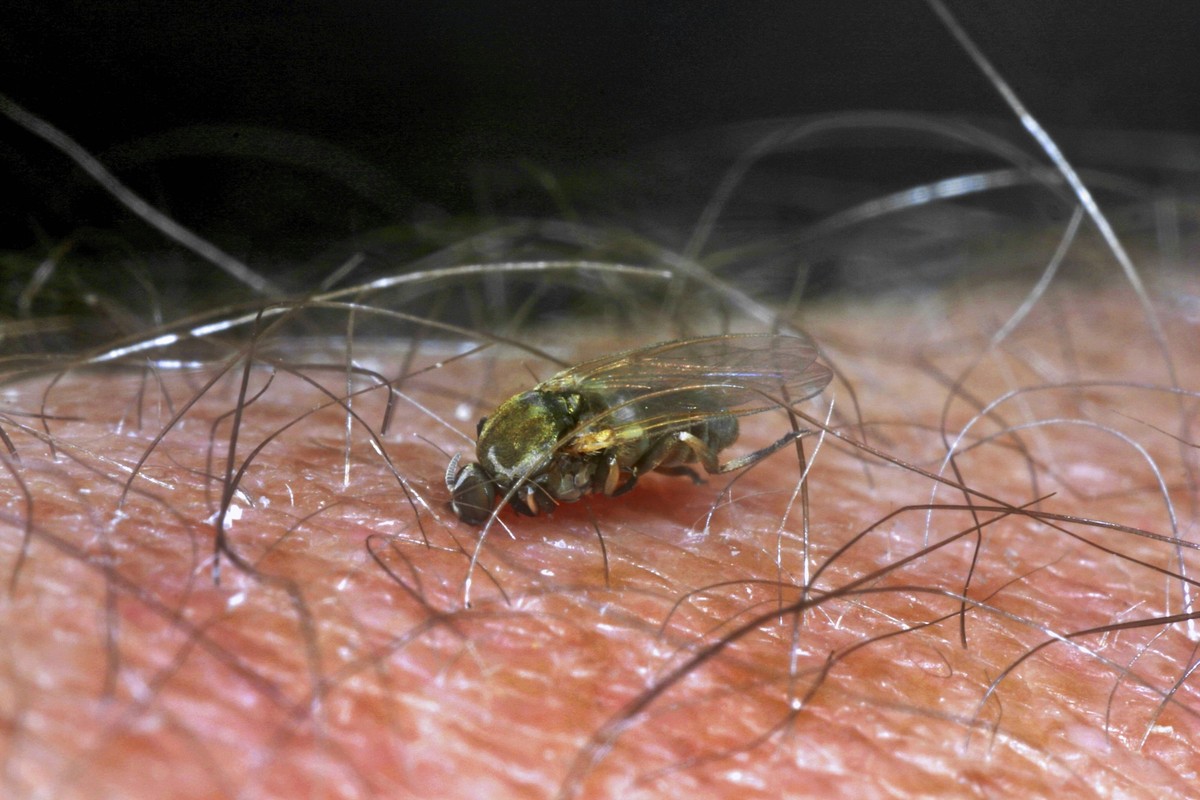 Kriebelmuecke, Kriebel-Muecke, Simulium (Simulium spec.), beim Stechen in menschliche Haut, Deutschland black fly, blandford fly, buffalo gnat, turkey gnat, white socks (Simulium spec.), stinging in h ...