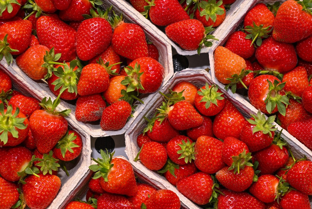 13.05.2024, Brandenburg, Niewitz: Frisch geerntete Erdbeeren sind auf dem Spreewaldhof Niewitz GmbH &amp; Co. KG zu sehen. Am Mittag soll Brandenburgs Landwirtschaftsminister Vogel (B