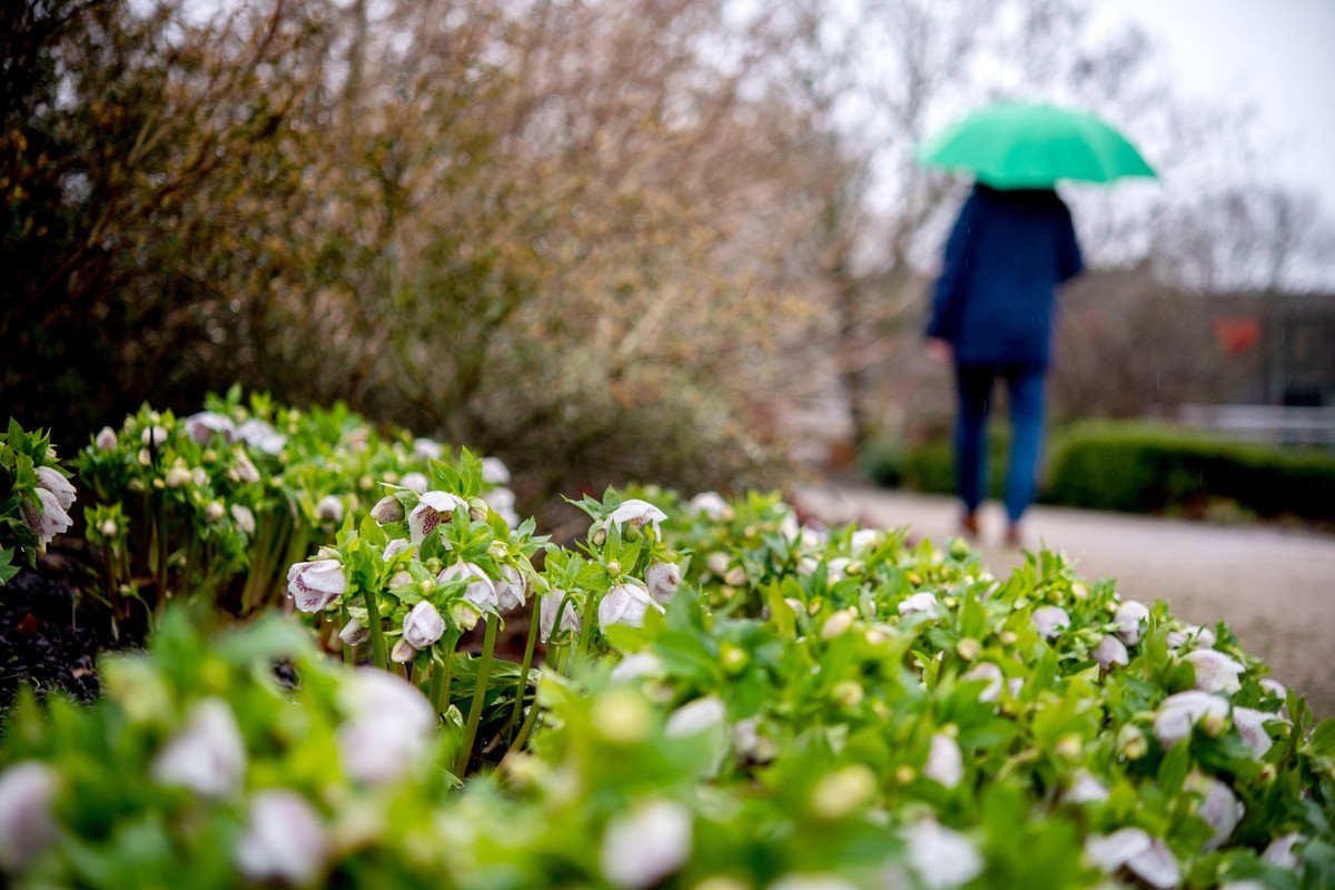 PRODUKTION - 09.02.2024, Niedersachsen, Bad Zwischenahn: Lenzrosen wachsen bei regnerischem Wetter in einem Beet im Park der Gärten. Die Gartensaison beginnt wie vielerorts in Niedersachsen auch im Pa ...