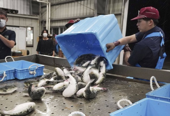 Pufferfish auction in western Japan Fugu pufferfish are unloaded from a basket at a market in Shimonoseki in Yamaguchi Prefecture, western Japan, on Sept. 25, 2023, for the season s first auction. PUB ...