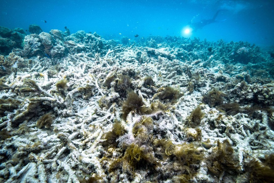 Great Barrier Reef File photo taken in October 2016 shows coral bleaching at the Great Barrier Reef in Australia, a World Heritage Site. PUBLICATIONxINxGERxSUIxAUTxHUNxONLY