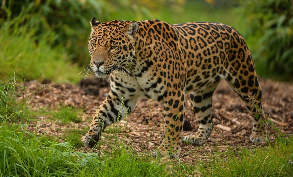 *VIDEO AVAILABLE: CONTACT infocovermg.com TO RECEIVE* A rare black jaguar has arrived at Chester Zoo as part of special programme which is caring for the species across Europe. Named Inka, the two-yea ...