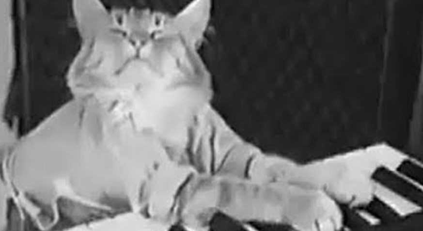 R.I.P. Keyboard-Cat. Die wohl wichtigste Katze des Internets ist tot