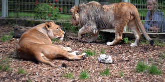 Ausgebrochene Zootiere in Rheinland-Pfalz waren doch nicht ausgebrochen ¯\_(ツ)_/¯