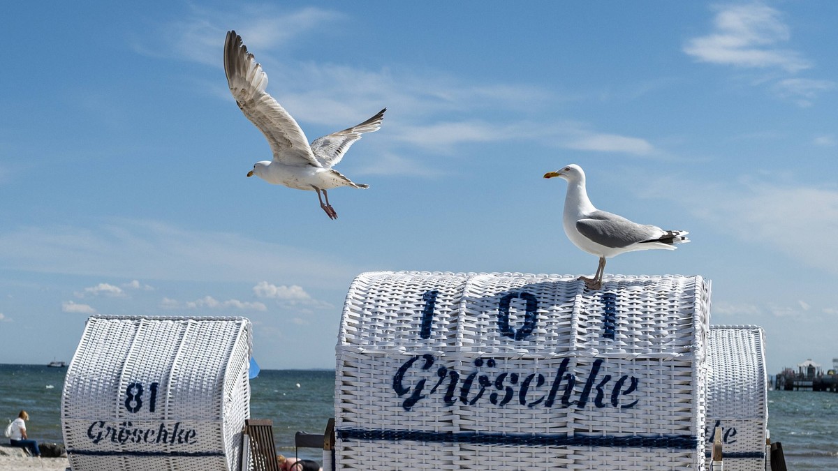 News Bilder des Tages Strand von Grömitz Wirtschaft: Urlaub, Ostsee. Zwei Möwen stehen auf einem der Strandkörbe am Strand des Ostseeortes Grömitz. Das Bundesland Schleswig-Holstein empfängt in der Co ...