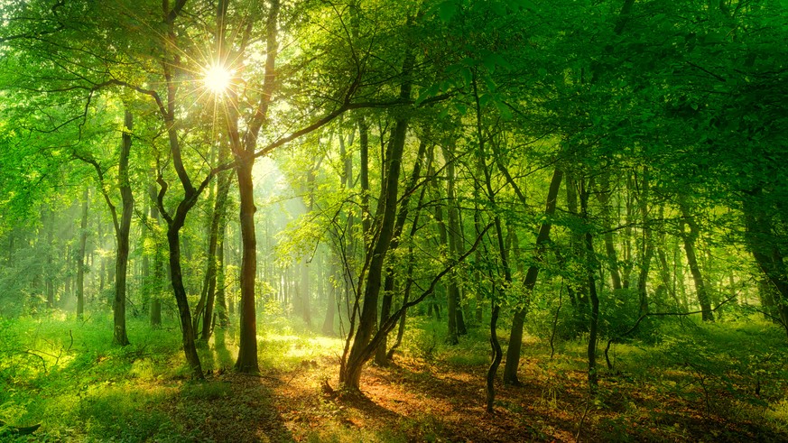 sunlight breaking through foliage and fog creating a mystical atmosphere