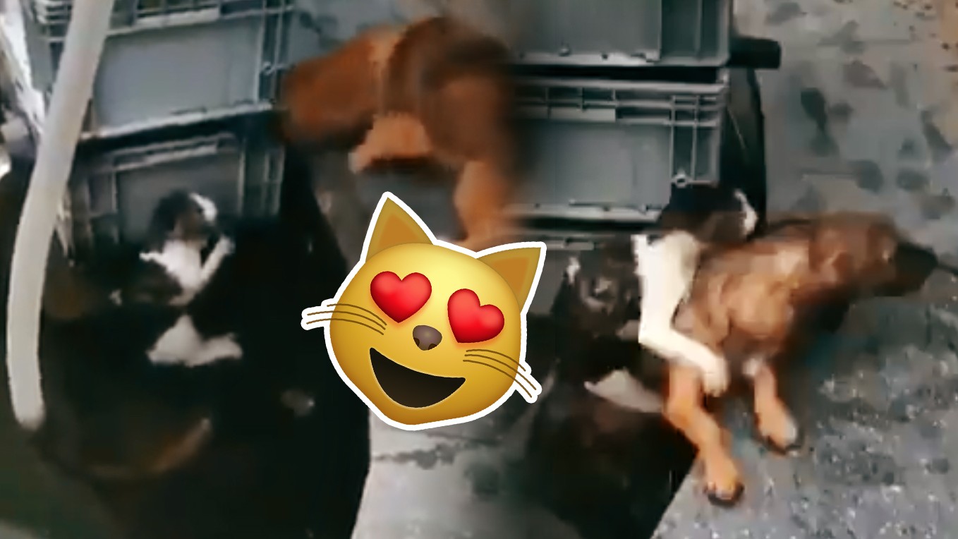 Video Hund Rettet Katze Vor Dem Ertrinken Watson