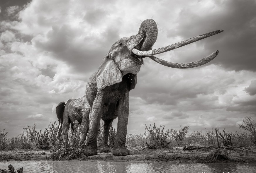 Nur noch 20 Tiere übrig – diese Fotos zeigen einen der seltensten Elefanten der Welt
