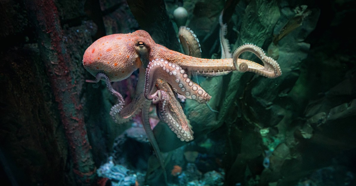 Kraken-Fortpflanzung: Oktopus-Tentakel spüren Eileiter per Hormon auf