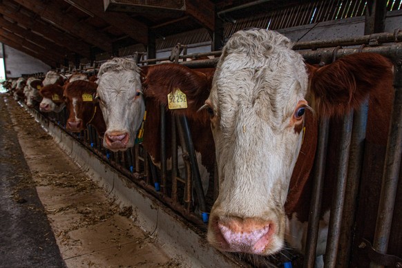 Kühe in Stallhaltung Bauernhof Atmosphäre *** Cows in barn Farm atmosphere