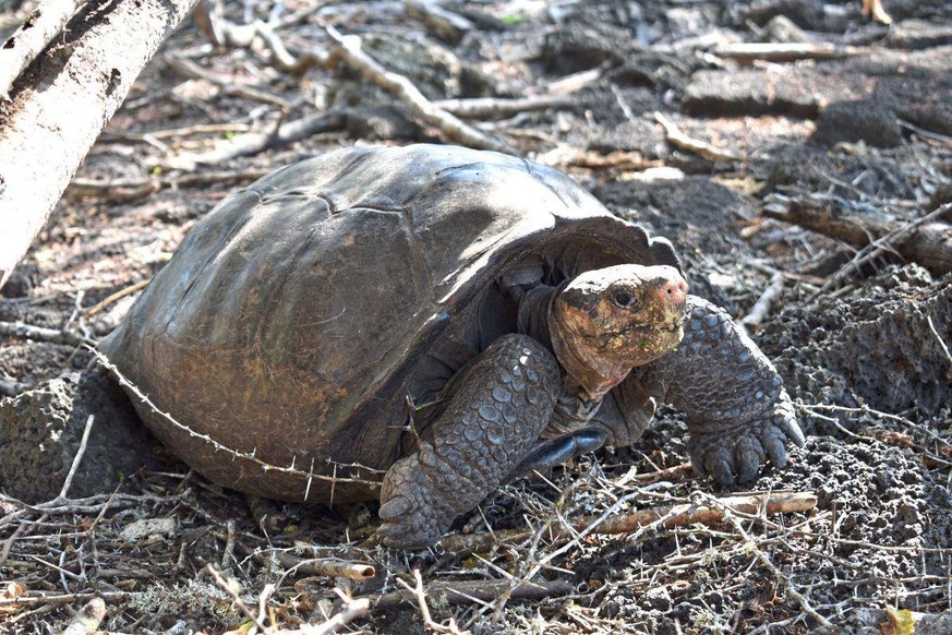 Vielleicht gibt es noch mehr "fantatische Riesenschildkröten" als gedacht.