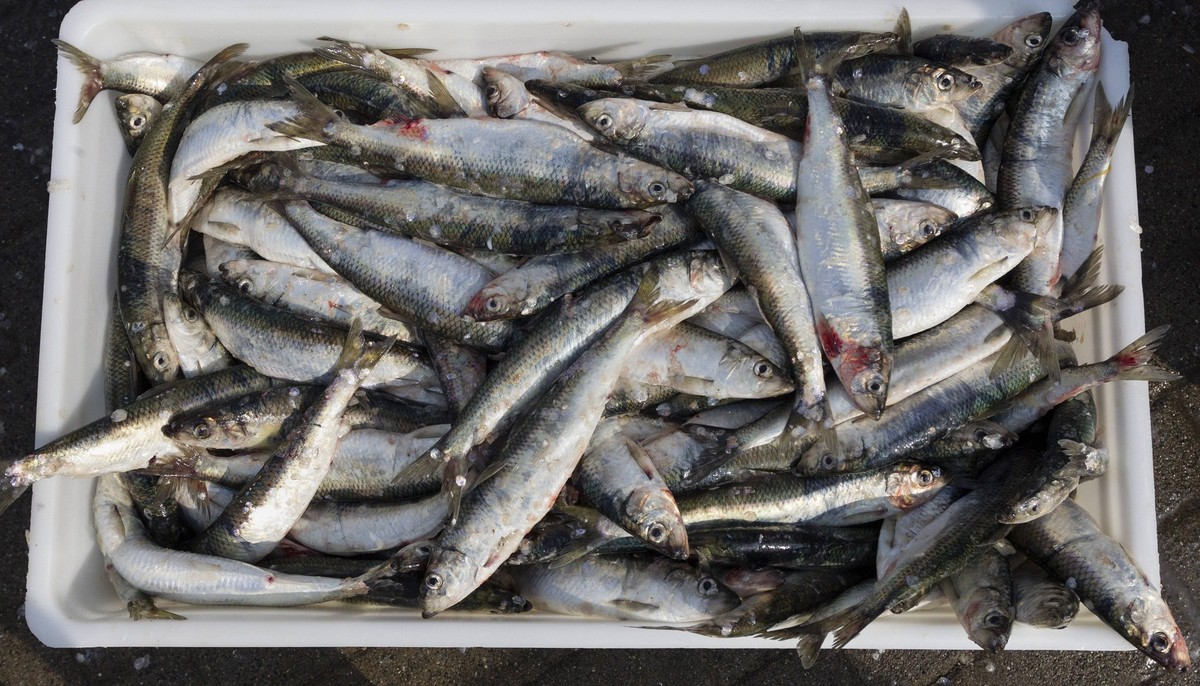 Heringsfischer / , Gerade gefangene Heringe liegen in einer Fischkiste im Hafen Freest. Fuer die Fischereigenossenschaft Peenemuendung Freest e.G ist der Hering der wichtigste Brotfisch. -