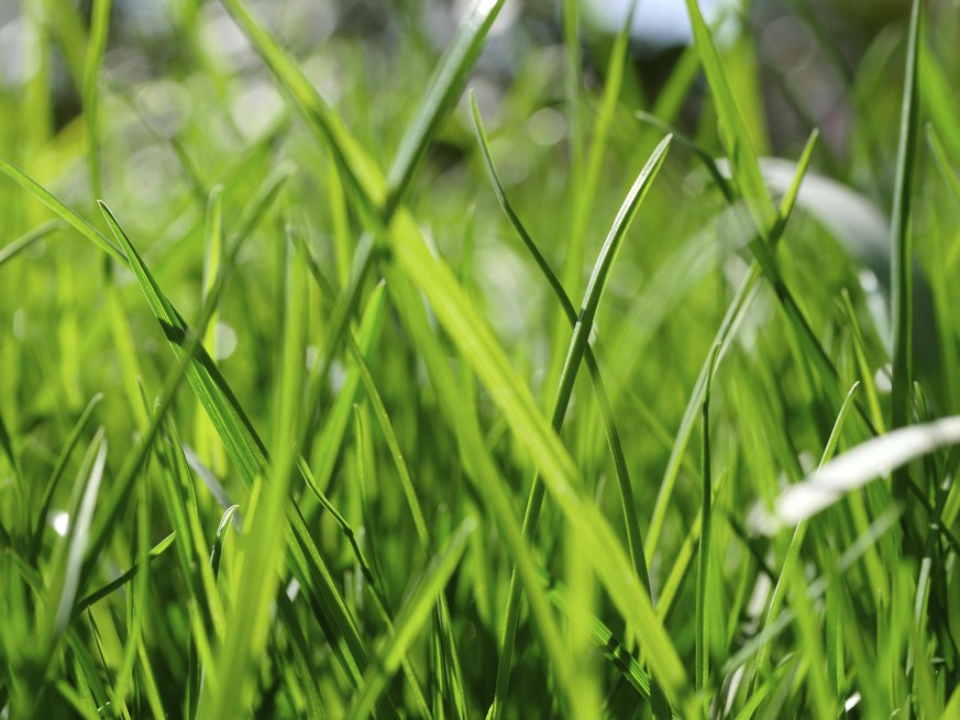 Gras könnte in Zukunft vielseitig nutzbar gemacht werden.