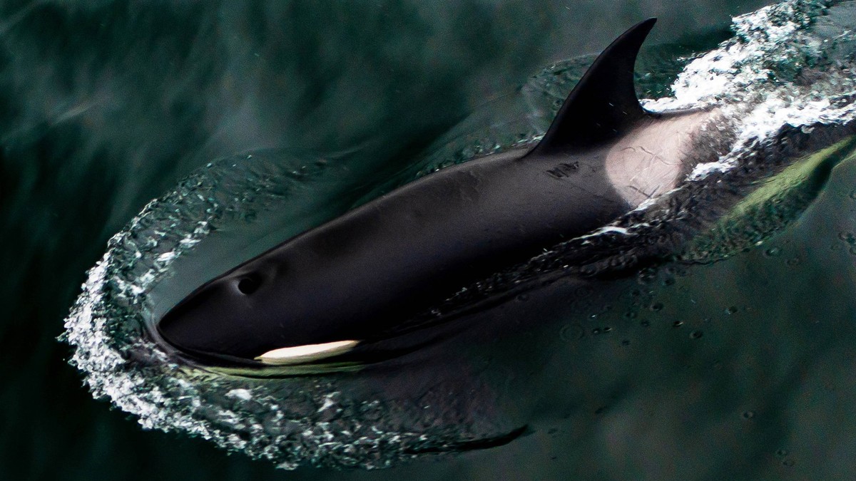RUSSIA, SAKHALIN REGION - JULY 30, 2025: A killer whale hunts Steller sea lions in the Sea of Okhotsk off Tyuleny Island. Yuri Smityuk/TASS PUBLICATIONxINxGERxAUTxONLY 83006166